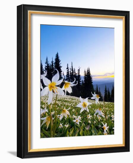 Avalanche Lilies (Erythronium Montanum) at Sunset, Olympic Nat'l Park, Washington, USA-Gary Luhm-Framed Photographic Print