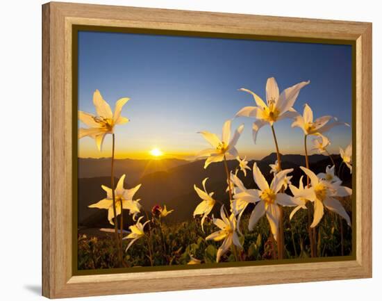 Avalanche Lilies (Erythronium Montanum) at Sunset, Olympic Nat'l Park, Washington, USA-Gary Luhm-Framed Premier Image Canvas