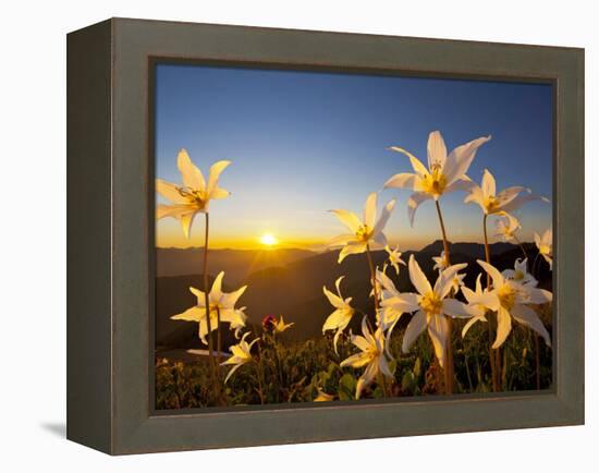 Avalanche Lilies (Erythronium Montanum) at Sunset, Olympic Nat'l Park, Washington, USA-Gary Luhm-Framed Premier Image Canvas