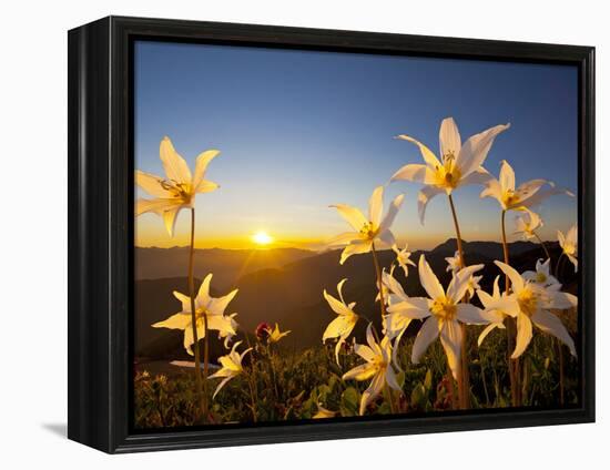 Avalanche Lilies (Erythronium Montanum) at Sunset, Olympic Nat'l Park, Washington, USA-Gary Luhm-Framed Premier Image Canvas