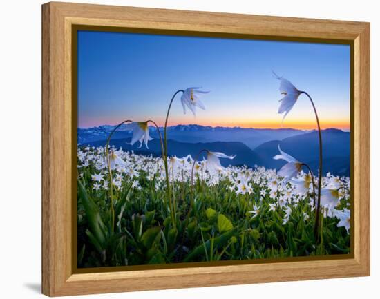 Avalanche Lilies (Erythronium Montanum) at Sunset, Olympic Nat'l Park, Washington, USA-Gary Luhm-Framed Premier Image Canvas