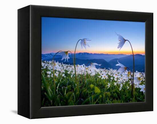 Avalanche Lilies (Erythronium Montanum) at Sunset, Olympic Nat'l Park, Washington, USA-Gary Luhm-Framed Premier Image Canvas