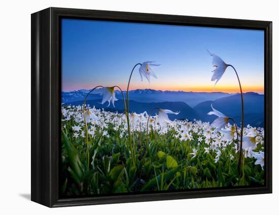 Avalanche Lilies (Erythronium Montanum) at Sunset, Olympic Nat'l Park, Washington, USA-Gary Luhm-Framed Premier Image Canvas