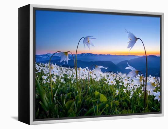 Avalanche Lilies (Erythronium Montanum) at Sunset, Olympic Nat'l Park, Washington, USA-Gary Luhm-Framed Premier Image Canvas