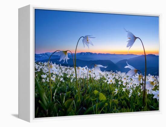 Avalanche Lilies (Erythronium Montanum) at Sunset, Olympic Nat'l Park, Washington, USA-Gary Luhm-Framed Premier Image Canvas