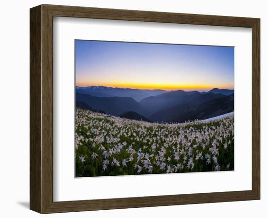 Avalanche Lilies (Erythronium Montanum) at Sunset, Olympic Nat'l Park, Washington, USA-Gary Luhm-Framed Photographic Print