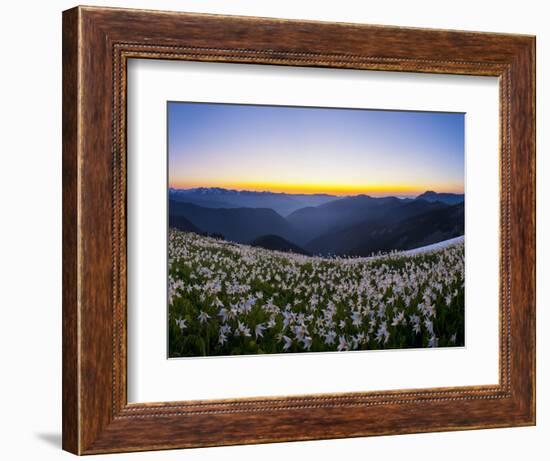 Avalanche Lilies (Erythronium Montanum) at Sunset, Olympic Nat'l Park, Washington, USA-Gary Luhm-Framed Photographic Print