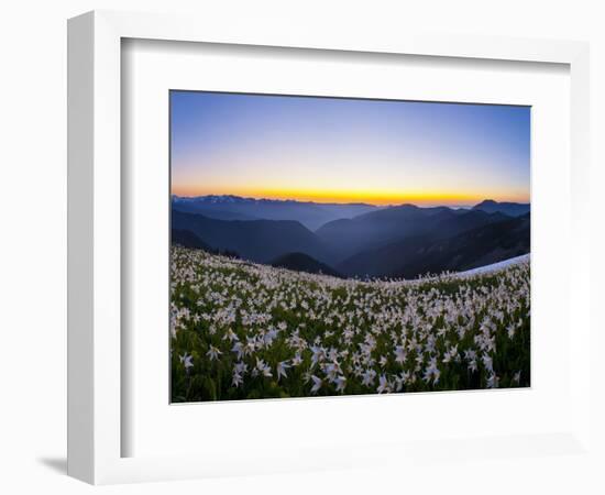 Avalanche Lilies (Erythronium Montanum) at Sunset, Olympic Nat'l Park, Washington, USA-Gary Luhm-Framed Photographic Print