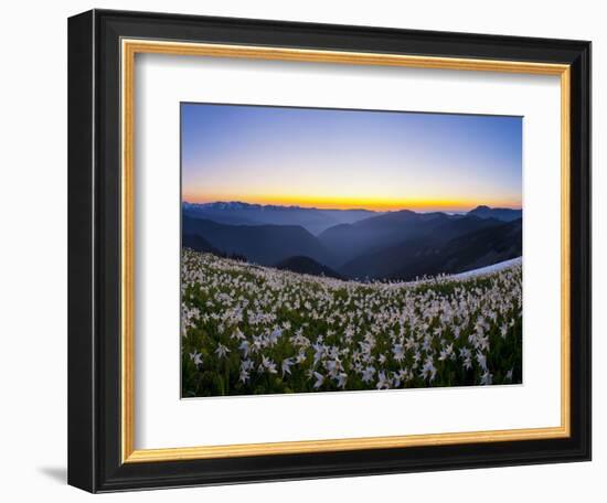 Avalanche Lilies (Erythronium Montanum) at Sunset, Olympic Nat'l Park, Washington, USA-Gary Luhm-Framed Photographic Print