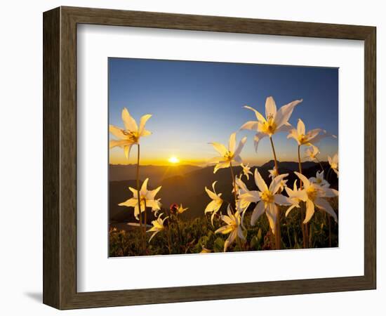 Avalanche Lilies (Erythronium Montanum) at Sunset, Olympic Nat'l Park, Washington, USA-Gary Luhm-Framed Photographic Print