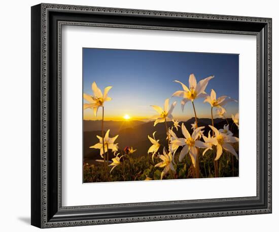 Avalanche Lilies (Erythronium Montanum) at Sunset, Olympic Nat'l Park, Washington, USA-Gary Luhm-Framed Photographic Print