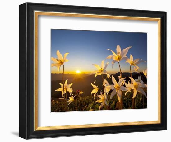 Avalanche Lilies (Erythronium Montanum) at Sunset, Olympic Nat'l Park, Washington, USA-Gary Luhm-Framed Photographic Print