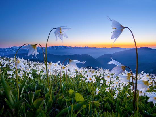 Avalanche Lilies (Erythronium Montanum) at Sunset, Olympic Nat'l Park, Washington, USA-Gary Luhm-Framed Photographic Print