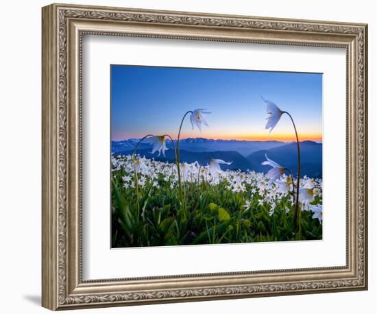 Avalanche Lilies (Erythronium Montanum) at Sunset, Olympic Nat'l Park, Washington, USA-Gary Luhm-Framed Photographic Print