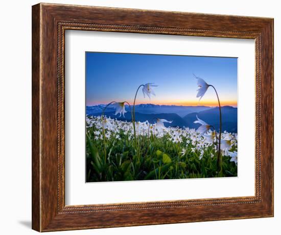 Avalanche Lilies (Erythronium Montanum) at Sunset, Olympic Nat'l Park, Washington, USA-Gary Luhm-Framed Photographic Print