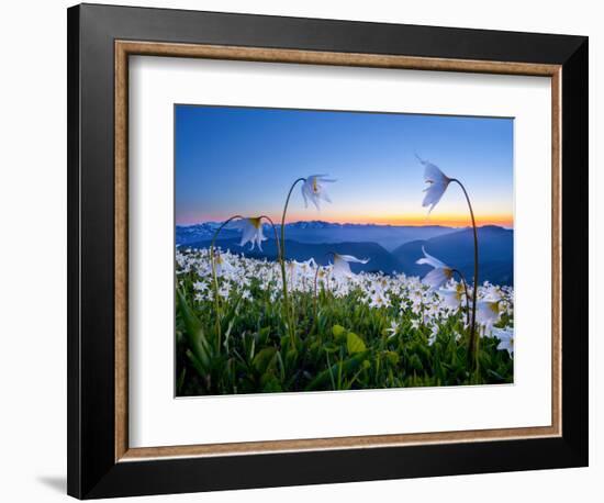 Avalanche Lilies (Erythronium Montanum) at Sunset, Olympic Nat'l Park, Washington, USA-Gary Luhm-Framed Photographic Print