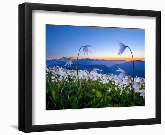 Avalanche Lilies (Erythronium Montanum) at Sunset, Olympic Nat'l Park, Washington, USA-Gary Luhm-Framed Photographic Print