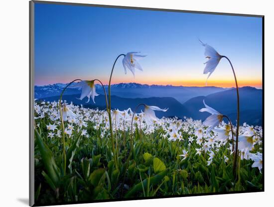 Avalanche Lilies (Erythronium Montanum) at Sunset, Olympic Nat'l Park, Washington, USA-Gary Luhm-Mounted Photographic Print