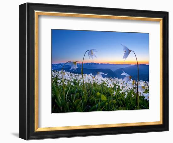 Avalanche Lilies (Erythronium Montanum) at Sunset, Olympic Nat'l Park, Washington, USA-Gary Luhm-Framed Photographic Print