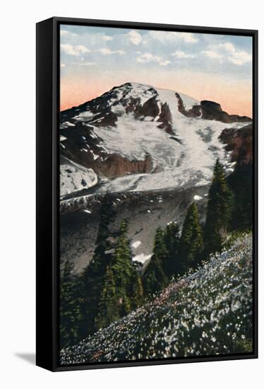 'Avalanche Lilies, growing on Mount Rainier', c1916-Asahel Curtis-Framed Stretched Canvas