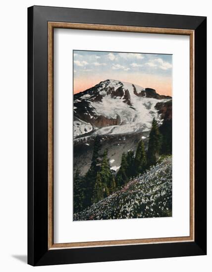 'Avalanche Lilies, growing on Mount Rainier', c1916-Asahel Curtis-Framed Photographic Print