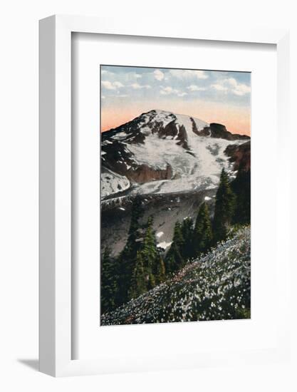 'Avalanche Lilies, growing on Mount Rainier', c1916-Asahel Curtis-Framed Photographic Print