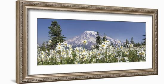 Avalanche Lilies Mount Ranier-Donald Paulson-Framed Giclee Print