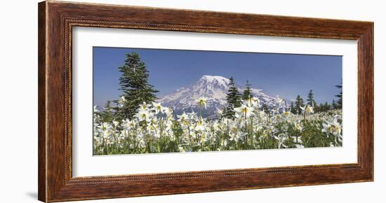 Avalanche Lilies Mount Ranier-Donald Paulson-Framed Giclee Print