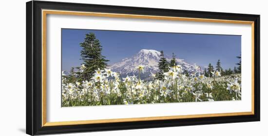 Avalanche Lilies Mount Ranier-Donald Paulson-Framed Giclee Print