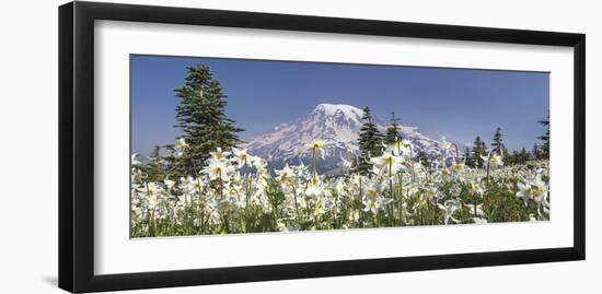 Avalanche Lilies Mount Ranier-Donald Paulson-Framed Giclee Print