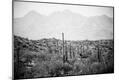 Photographic Print