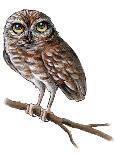 Baby Owl Painting-Avel Krieg-Mounted Art Print