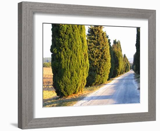 Avenue Allee with Cyprus Trees to Chateau Des Fines Roches, Chateauneuf-Du-Pape, Vaucluse-Per Karlsson-Framed Photographic Print