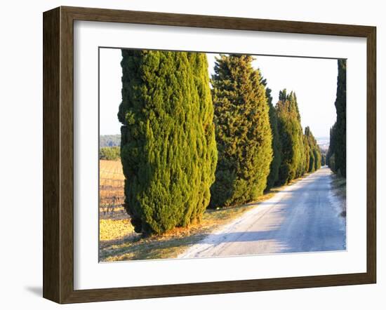 Avenue Allee with Cyprus Trees to Chateau Des Fines Roches, Chateauneuf-Du-Pape, Vaucluse-Per Karlsson-Framed Photographic Print