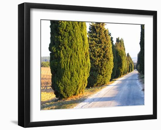 Avenue Allee with Cyprus Trees to Chateau Des Fines Roches, Chateauneuf-Du-Pape, Vaucluse-Per Karlsson-Framed Photographic Print