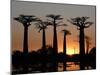 Avenue De Baobabs at Sunset, Madagascar, Africa-Michael Runkel-Mounted Photographic Print
