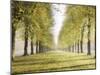 Avenue Des Arbres-Tania Bello-Mounted Giclee Print