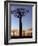 Avenue of Baobabs at Sunrise-Nigel Pavitt-Framed Photographic Print