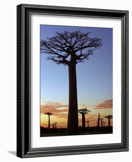 Avenue of Baobabs at Sunrise-Nigel Pavitt-Framed Photographic Print