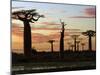 Avenue of Baobabs at Sunrise-Nigel Pavitt-Mounted Photographic Print