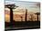 Avenue of Baobabs at Sunrise-Nigel Pavitt-Mounted Photographic Print