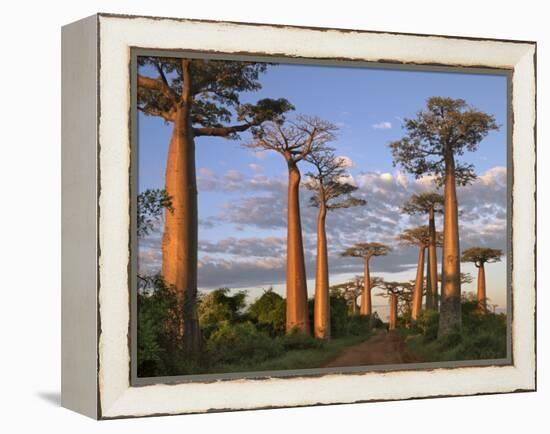 Avenue of Baobabs at Sunrise-Nigel Pavitt-Framed Premier Image Canvas