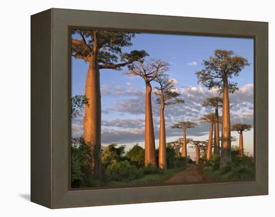 Avenue of Baobabs at Sunrise-Nigel Pavitt-Framed Premier Image Canvas