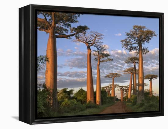 Avenue of Baobabs at Sunrise-Nigel Pavitt-Framed Premier Image Canvas