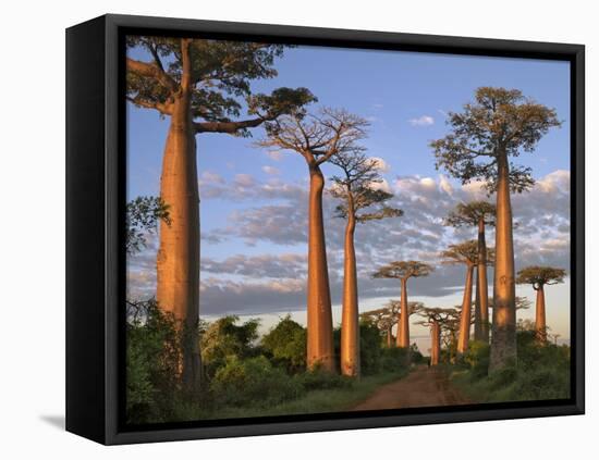 Avenue of Baobabs at Sunrise-Nigel Pavitt-Framed Premier Image Canvas