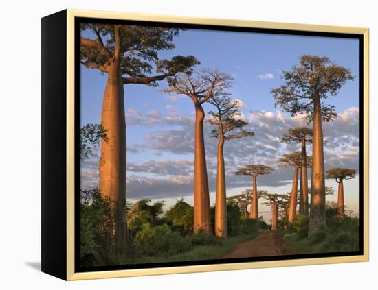 Avenue of Baobabs at Sunrise-Nigel Pavitt-Framed Premier Image Canvas