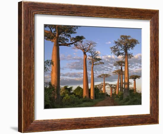 Avenue of Baobabs at Sunrise-Nigel Pavitt-Framed Photographic Print