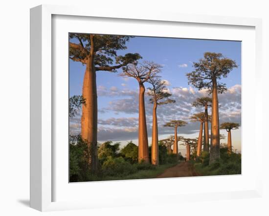 Avenue of Baobabs at Sunrise-Nigel Pavitt-Framed Photographic Print