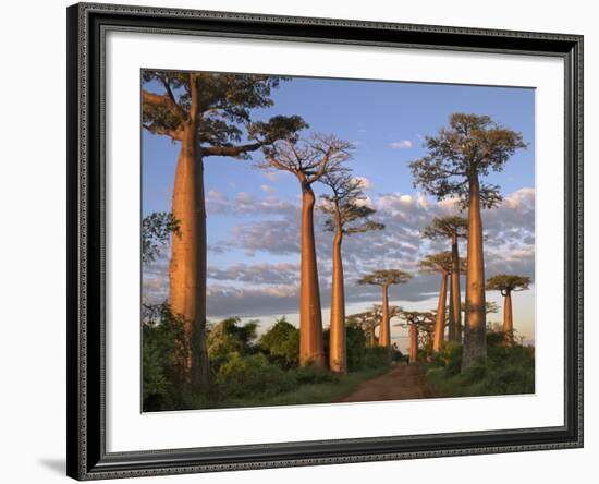 Avenue of Baobabs at Sunrise-Nigel Pavitt-Framed Photographic Print