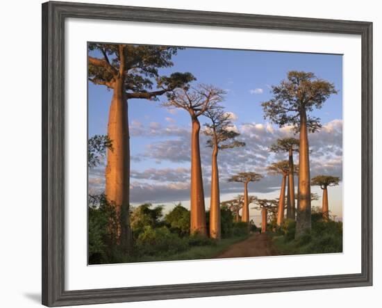 Avenue of Baobabs at Sunrise-Nigel Pavitt-Framed Photographic Print